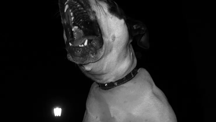 ataque_pitbull_2024_México