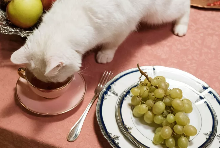 Entérate de cuáles son los alimentos que hacen felices a los gatos