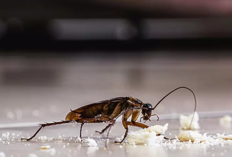 Bacterias que pueden portar las cucarachas