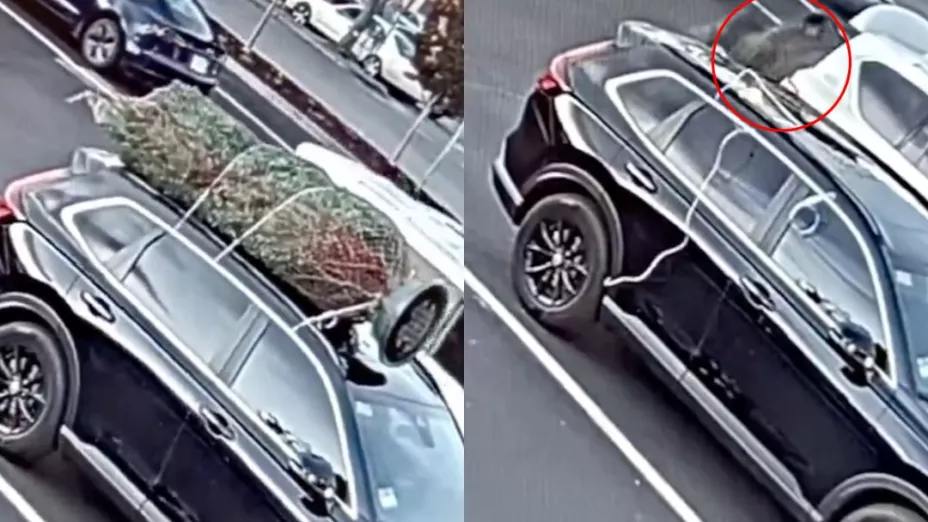 Hombre se roba árbol de navidad de un estacionamiento