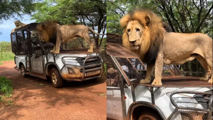 VIDEO | Grupo de turistas es rodeador por leones en plena excursión en un zoológico