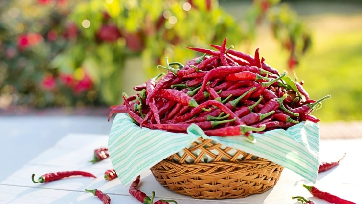 El chile, principal condimento de la cocina mexicana