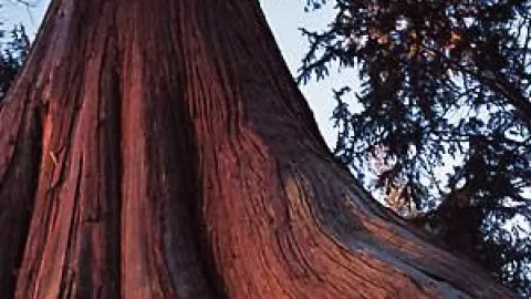 8 árboles que NO levantan las banquetas de tu casa y puedes tenerlos afuera sin problema