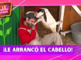 Una chiva sorprendió a Fernando Lozada al intentar arrancarle el cabello a mordidas en La Granja VIP