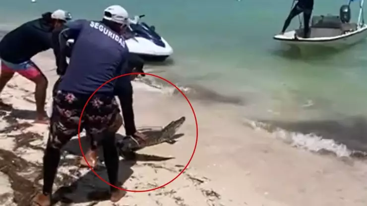 Circula la supuesta CAPTURA del cocodrilo de Telchac Puerto; así fue el momento.