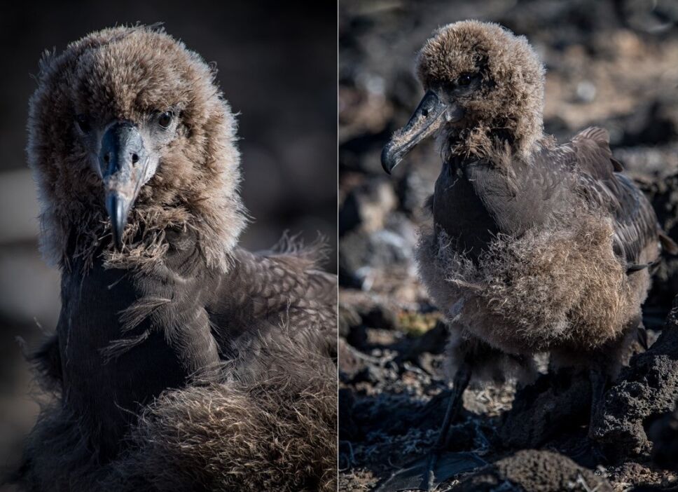 Polluelos de albatros patas negras.jpeg