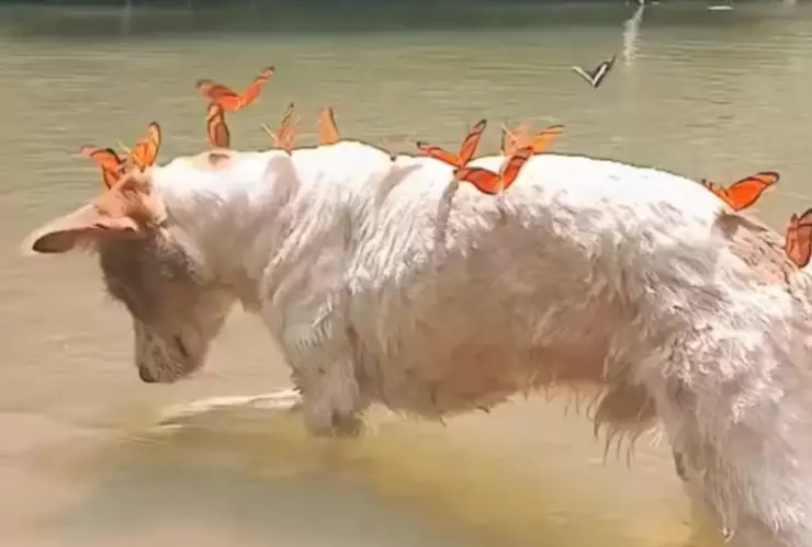 Mariposas rodean a un perrito y crean un momento mágico que enternece las redes.png