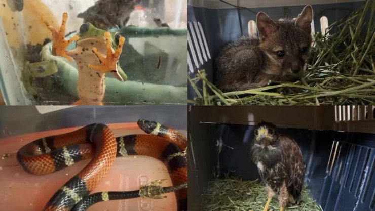 decomisan-345-animales-exoticos-en-el-baratillo-guadalajara-varios-estaban-deshidratados