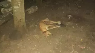 Abejas africanas matan gallinas y perros en Chetumal