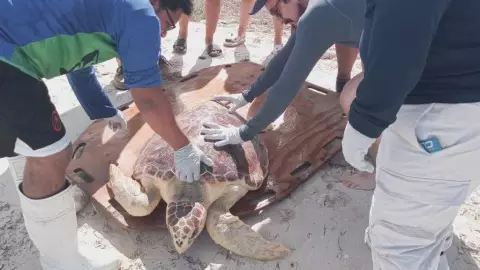 Rescatan y regresan al mar a TORTUGA caguama en Progreso, así fue el momento