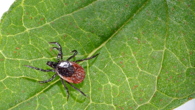 Plaga de la araña roja: Qué tan venenosas son si las encuentras en casa