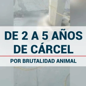 Carcel de 2 a 5 años por brutalidad animal husky.jpg