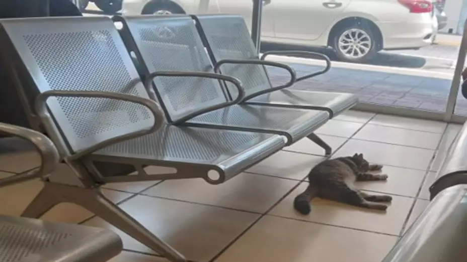 Ricardo B. Salinas Pliego defendió a gatito que se resguardó del calor en un Elektra de Veracruz: “Si daña algo, lo pago yo”