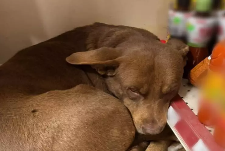 lomito posada Zacapoaxtla