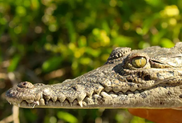 Encuentran boas y cocodrilos en colonias de Cozumel_ FOTOS.jpg