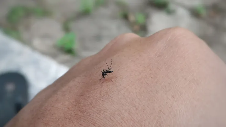 Dile adiós a los mosquitos con este repelente de limón