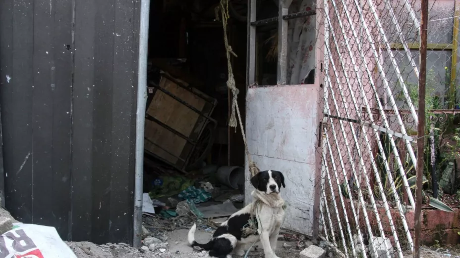 Avanza dictamen para modificar 73 constitucional sobre trato digno a los animales.jpg