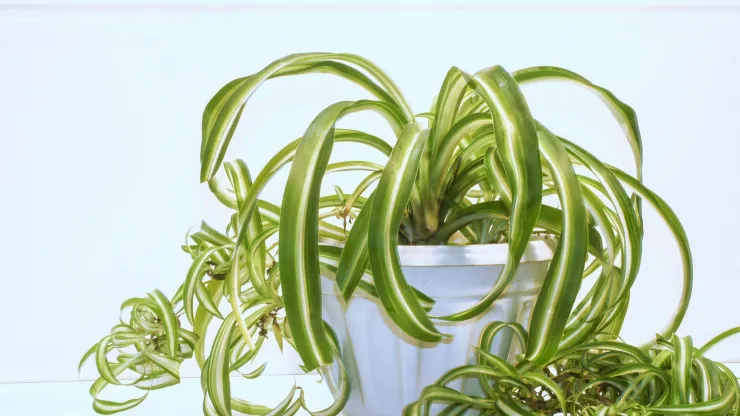 plantas