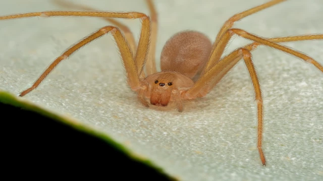 Así puedes atrapar a una araña violinista en tu casa