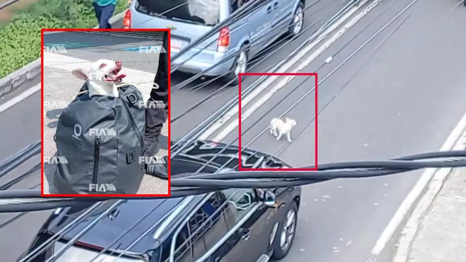 Perrita chihuahua casi es atropellada en Periférico Sur, CDMX