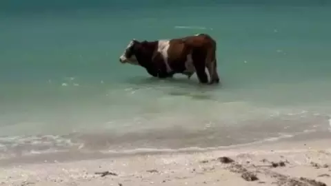 VIDEO_ Vacas se refrescan en mar de Celestún, Yucatán.jpg