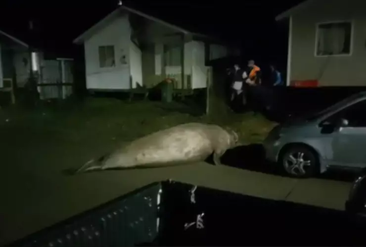 Elefante marino entró a barrio chileno