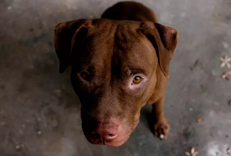 Hombre mata a perro pitbull con un pala