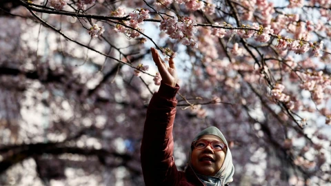 cerezos-japon-floracion