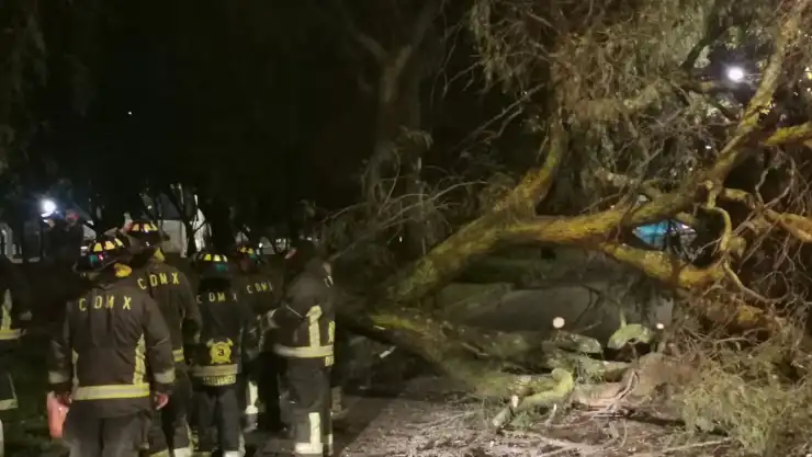 CAIDA DE ÁRBOL AZCAPOTZALCO.jpeg