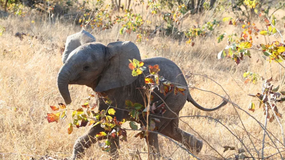 elefante trompa cazador