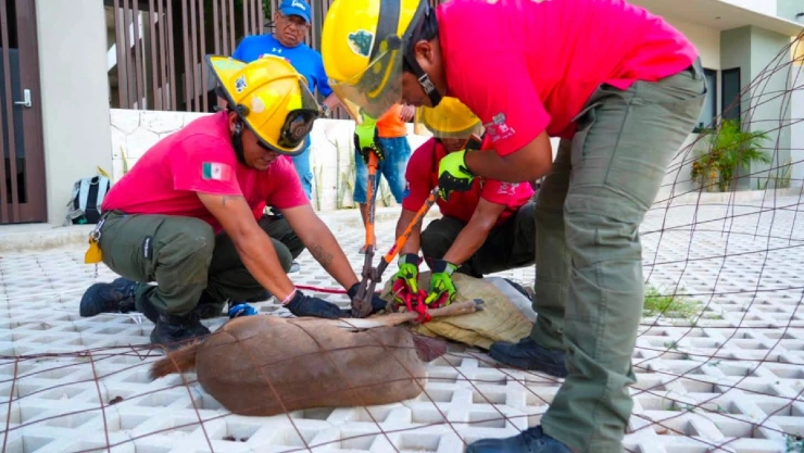 VIDEO: Así fue el rescate de un venado cola blanca en Cozumel; quedó atrapado en una malla ciclónica