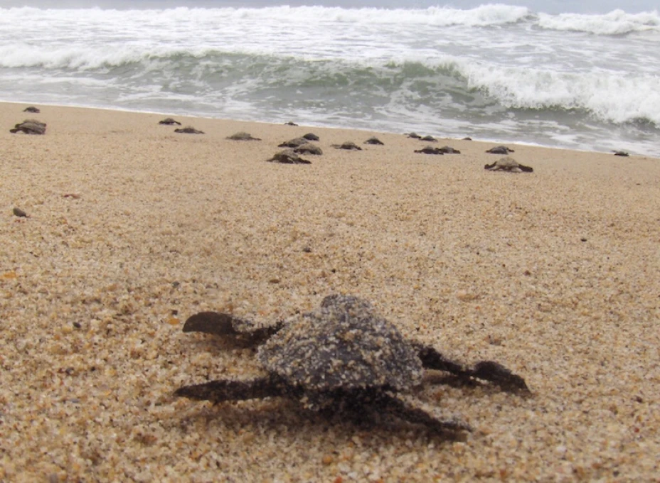 Tortuga Golfina