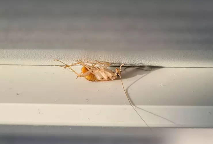 cucaracha aparentemente muerta porque está con las patas hacia arriba