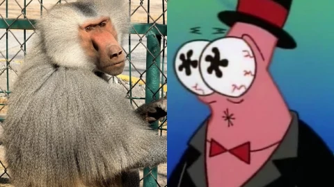 ¡Al tiro! Esta es la razón por la que las fotos del mandril Gonzalo se volvieron VIRALES en Internet