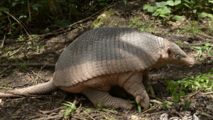 armadillo perros video.jpg