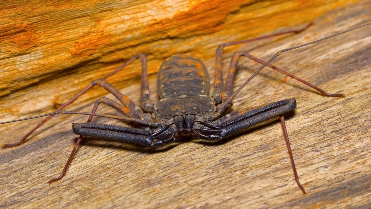 Este es el momento favorito de los vinagrillos para salir de su nido