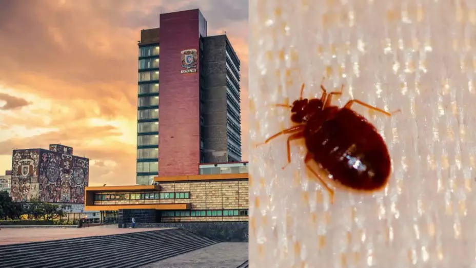 ¿Chinches en la UNAM Facultad de Química suspende clases ante presunta plaga