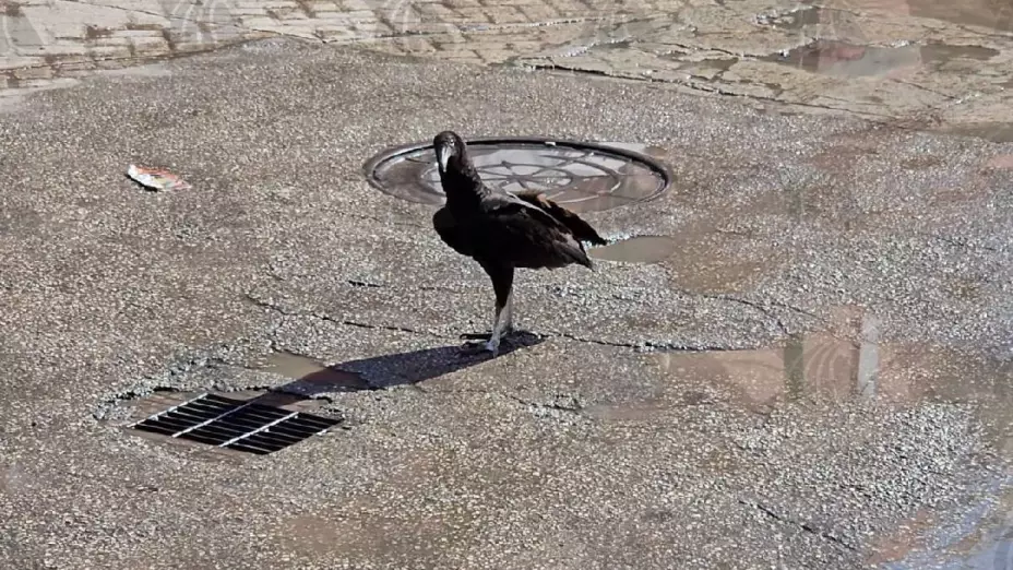 Zopilote sorprende a habitantes del Mercado San Benito