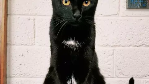 Tyrion de nuestra colaboradora Itandehui Cervantes