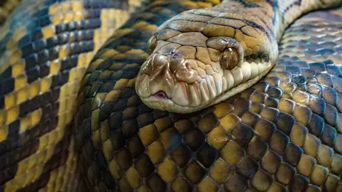 FOTO_ Reportan aparición de una GRAN serpiente en Umán; esto sabemos