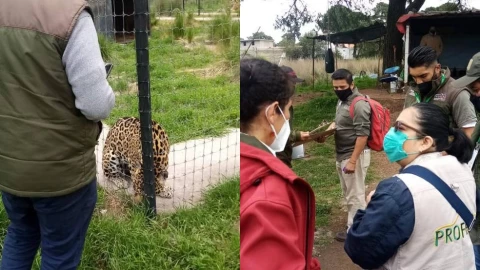Profepa halla 200 felinos maltratados en el santuario del Ajusco