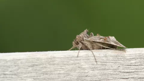 La polilla de madera es un insecto muy difícil de erradicar de tu hogar