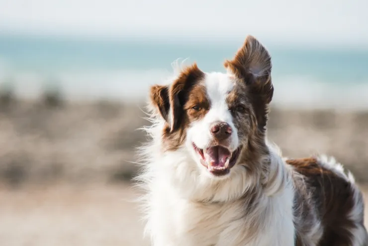 pelo-de-perro-ropa