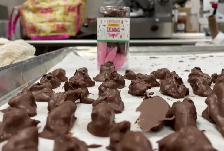 Cigarras bañadas en chocolate, la nueva sensación.