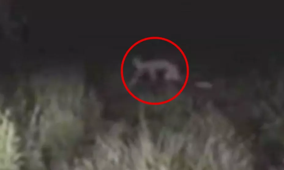 Nahual es captado en Perote, Veracruz