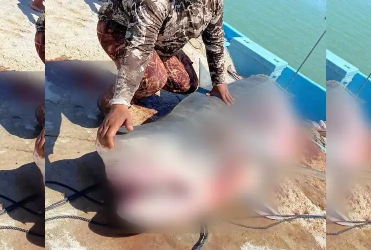 Capturan ENORME tiburón de 400 kilos en Río Lagartos.