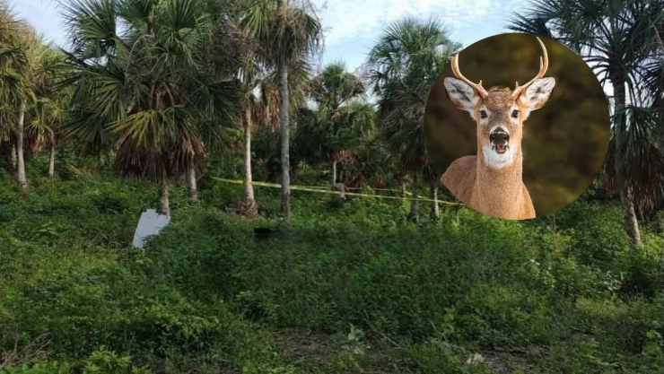 Zona boscosa de Tizimín Yucatán donde murió un hombre tras ser confundido por un venado