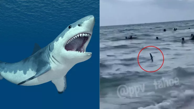 Enorme tiburón en playas de Miami