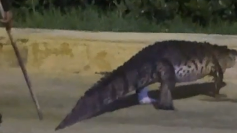 Rescatan a COCODRILO que estaba en medio de la carretera de Mérida-Progreso