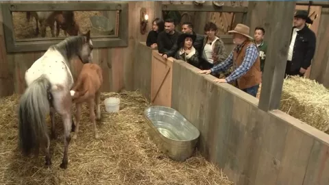 Tiktokers conocen al potrillo de La Granja VIP.